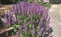 Beelicious Purple