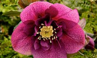 Plum Couture