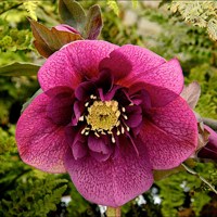 Plum Couture