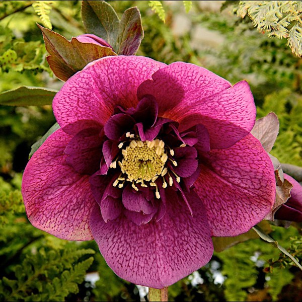 Plum Couture