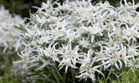Blossom of Snow