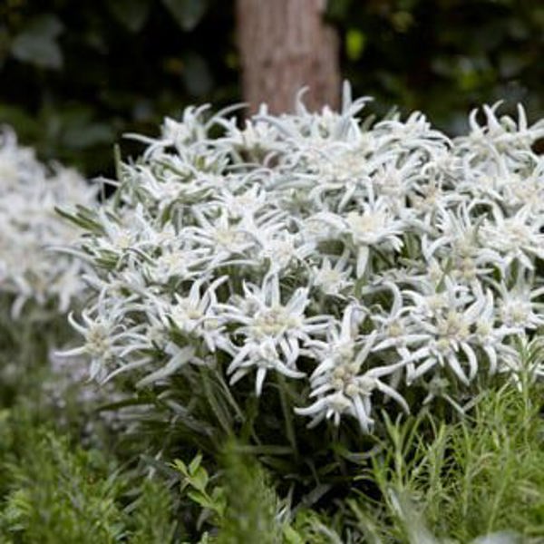 Blossom of Snow