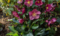 HGC® Ice N' Roses® Early Red