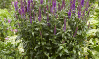 Purplegum Candles