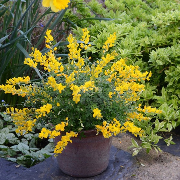 Cytisus racemosus (Рокитник китицевий)