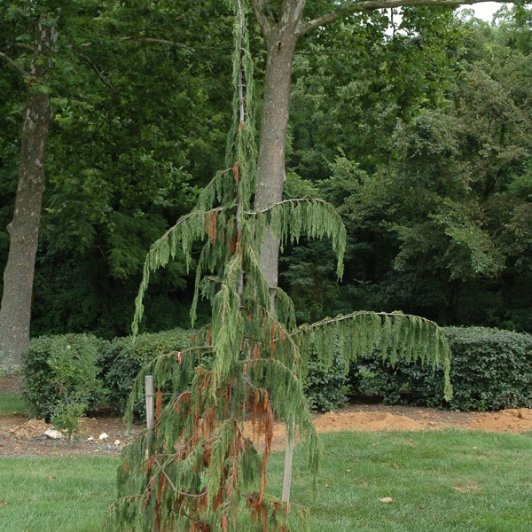 Chamaecyparis nootkatensis (Кипарисовик нутканський)