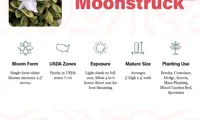Autumn Moonstruck