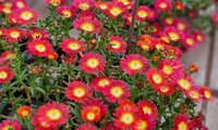 Sun Diamonds Red