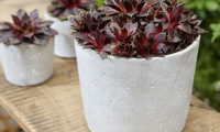 Colorockz Coconut Crystal