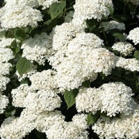 American Lace™ White