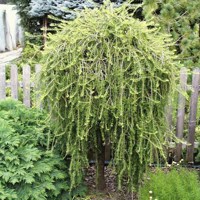 Puli