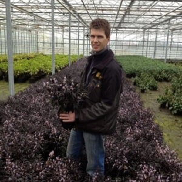 Strobilanthes × (Стробілантес гібридний)