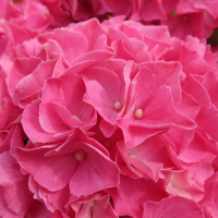 Rebellion® Pink Love