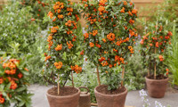 Orange Star