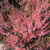 Rosy Rocket