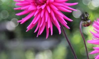 Electro Pink