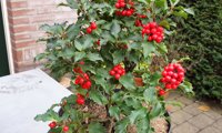 Jingle Berry