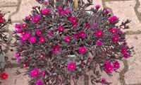 Desert Dancers Purple
