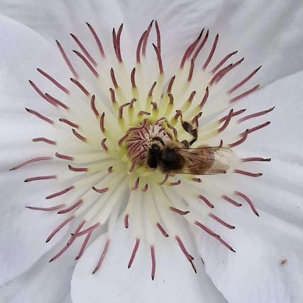 Guernsey Flute