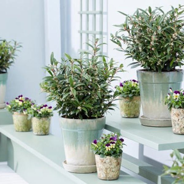 Sarcococca × (Саркокока гібридна)
