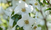 Petite Perfume White