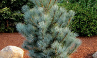 Pacific Blue