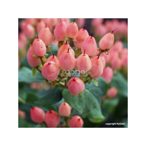 Hypericum × inodorum (Звіробій чагарниковий)