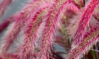 Tiny Tails