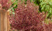 Eclipse (Coprosma)
