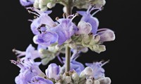 Magical® Summertime Blues