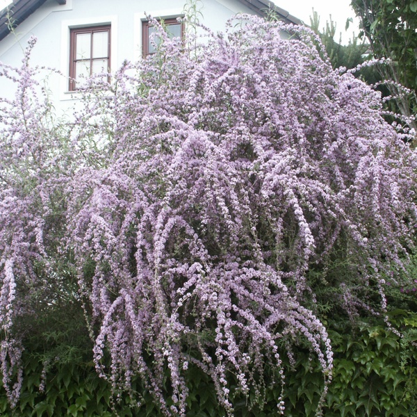 Будлея черговолиста