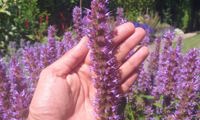 Beelicious Purple