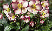 HGC® Ice N' Roses® Macy Marble