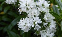 Garden Beauty White