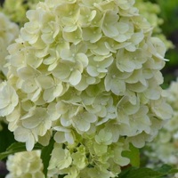 Gardenlights® Lemonlight®