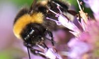 Beelicious Purple