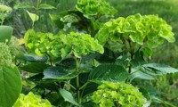 Green Ever Belles®
