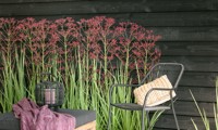 Magical® Red Thunder
