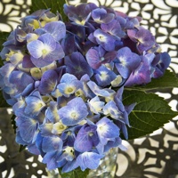 Seaside Serenade® Cape Cod