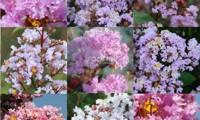 Camaïeu d'Été