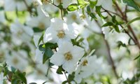 Petite Perfume White