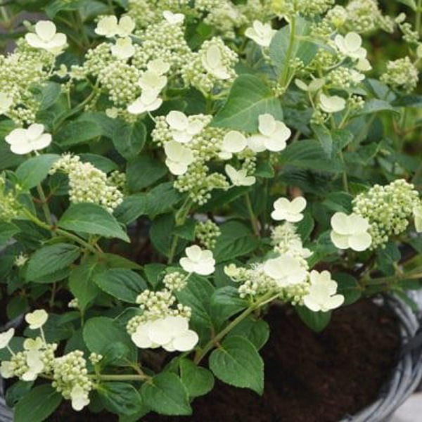 Prim'White