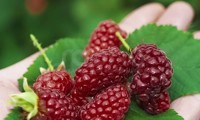 Bounty Berry®