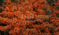 Saphyr® Orange