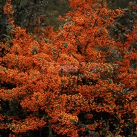 Saphyr® Orange