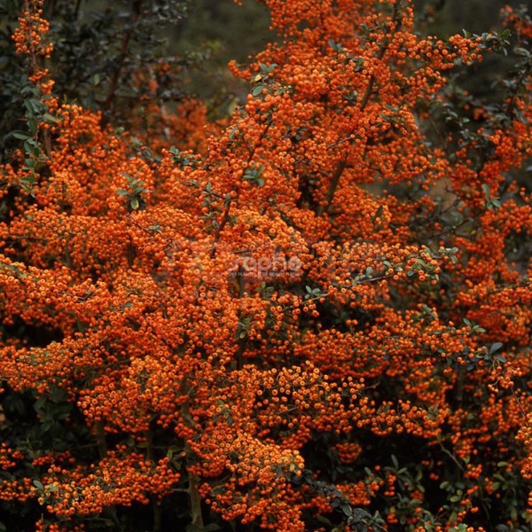 Saphyr® Orange