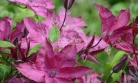 Saphyra® Nancy