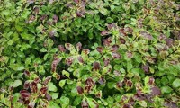 Mint Chocolate Chip®