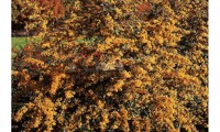 Saphyr® Jaune