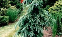 Pendula (Picea glauca)